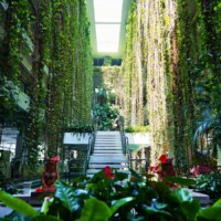 グリーンカーテン