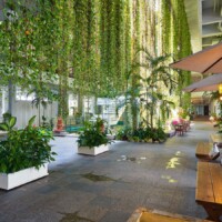 グリーンカーテン