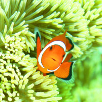 アクティビティ