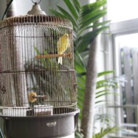 ホテル内にはカラフルな鳥さん達がいます♪