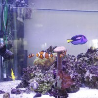 熱帯魚もたくさんいます♪