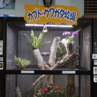 カブト☆クワガタ牧場