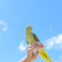 アクティビティ