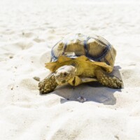 アクティビティ