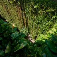 グリーンカーテン