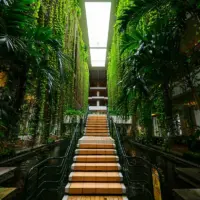 グリーンカーテン