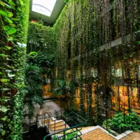 グリーンカーテン