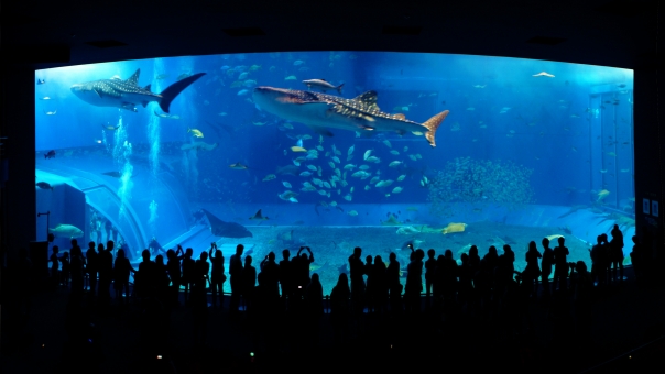 【ご存知ですか？】～美ら海水族館　16時からチケット～