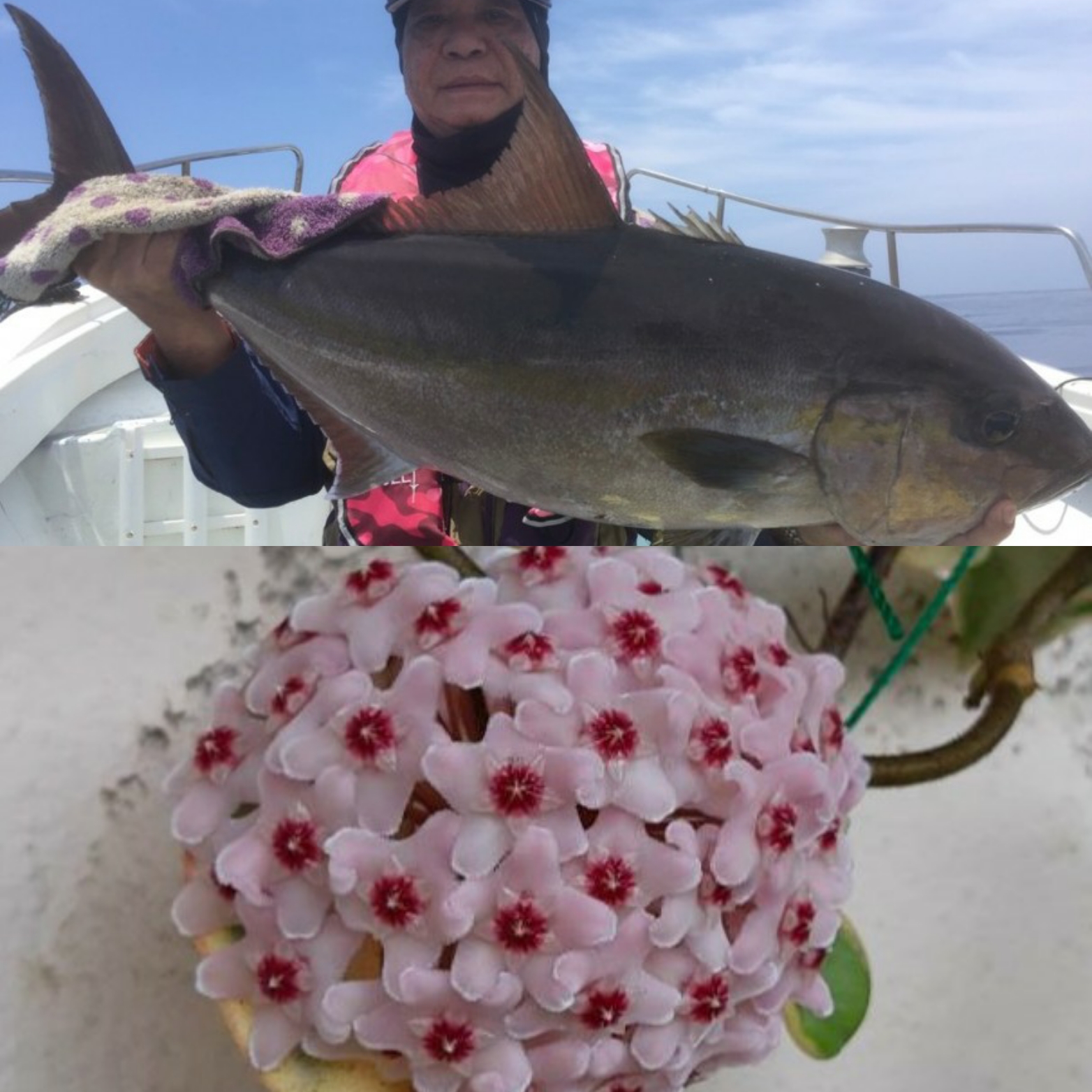 カンパチ（お魚釣り）とサクララン（お花）