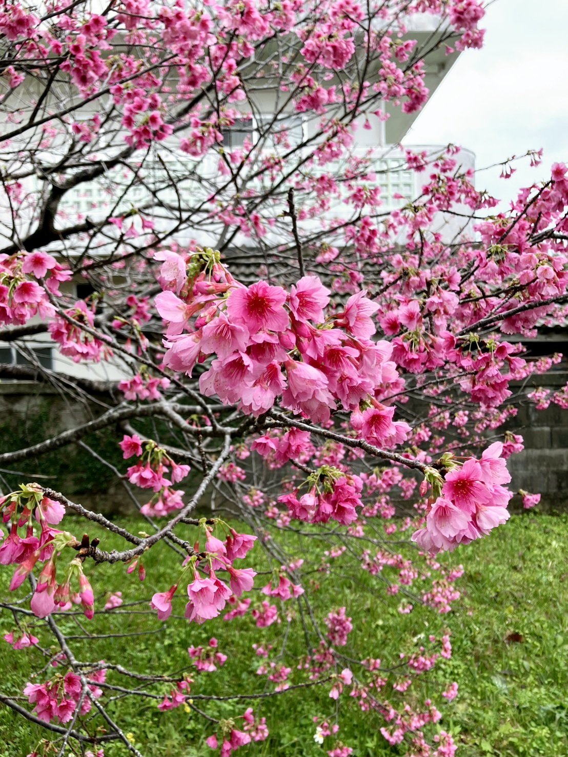 \ まだまだ楽しめるかも？！寒緋桜（カンヒザクラ）/